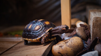 Red-footed exotic tortoise from amazon natural to pet in enclosure simulation.