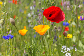 Naklejka premium Green field with colorful flowers and red poppies