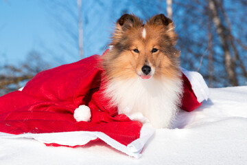 Sable white shetland sheepdog cute winter portrait with red Santa Claus coat.Sweet nice and fluffy...