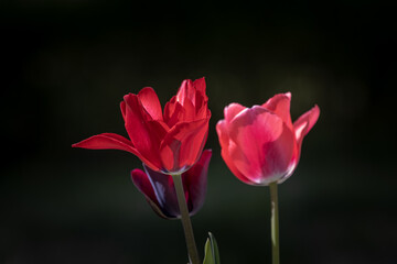 Light and shadow on the red tulips in the garden