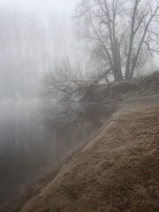 Obraz na płótnie Canvas Fallen Tree on a misty morning on the River Ouse