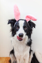 Happy Easter concept. Funny portrait of cute smiling puppy dog border collie wearing easter bunny ears on white background at home. Preparation for holiday. Spring greeting card.