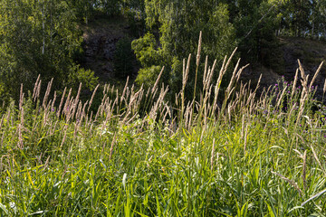 Horizontal texture of yellow and green grass reeds is in summer © Tatiana Kuklina