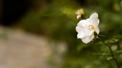 white and yellow flowers