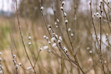 Willow branches with buds before flowering. Spring. Fluffy tree buds