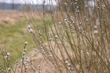 Willow branches with buds before flowering. Spring. Fluffy tree buds