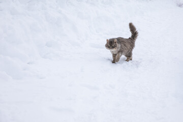 A gray fluffy cat walks in the snow in winter.