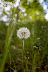 Taraxacum blooming in the middle of the wild forest