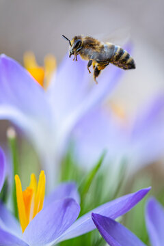 A bee and purple crocuses in the forest in February