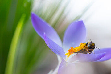 A bee and purple crocuses in the forest in February