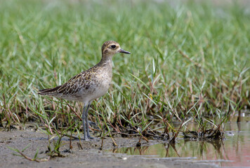 Pacific golden plover.The Pacific golden plover, or Pacific golden-plover is a medium-sized plover. 