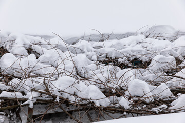 The vine is covered with snowdrifts in winter.