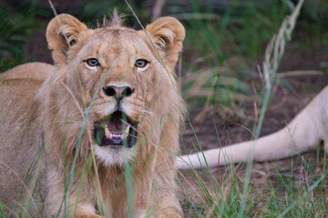 Male lion portraits on safari, panting to cool down on a hot summer's day in South Africa