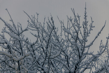 Snow tree branches in the backyard against the white night sky