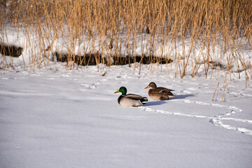 Couple Mallard ducks together in the snow