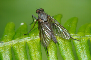 Snipe Fly (Rhagio sp.)