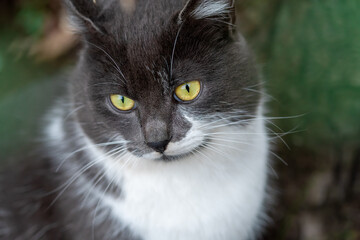Gray cat with yellow eyes and white breast