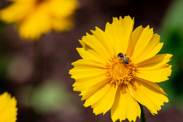 Bright Yellow Coreopsis, Tickseed with Pollinator