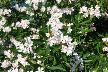 Obraz na płótnie Canvas White oleander flowers in a garden. Selective focus.