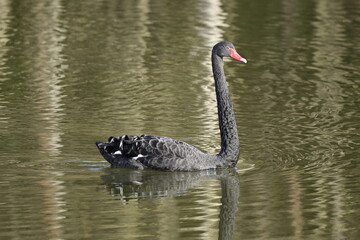Trauerschwan