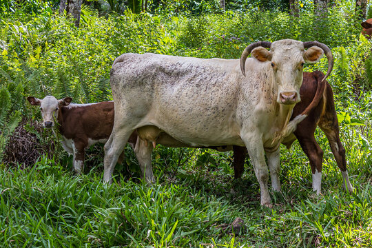 A cow with a calf stands in the forest in the thick grass. Cattle, or cows, are the most common type of large domesticated ungulates, member of the subfamily Bovinae (genus Bos).