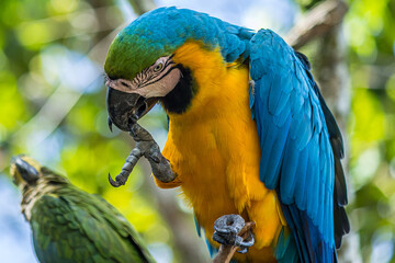 A macao parrot sits on a branch and cleans its beak with its paw. The Ara ararauna (blue-and-yellow or blue-and-gold macaw) lives in the forest, woodland and savannah of tropical South America.