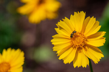 Bright Yellow Coreopsis (Tickseed) with Green Sweat Bee Pollinator