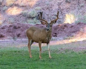 Wildlife in nature in Utah