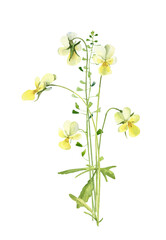 Small watercolor bouquet of forest violets on white background