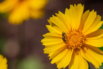 Coreopsis, Bright Yellow Tickseed Flower with Green Sweat Bee