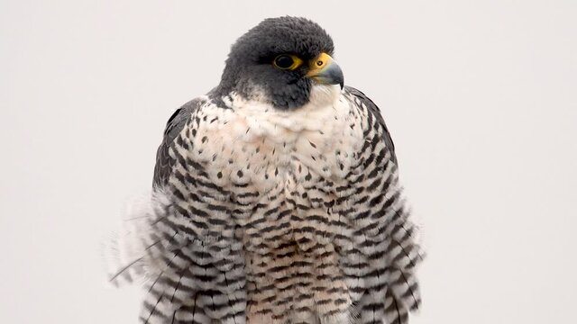 Peregrine Falcon Video Clip