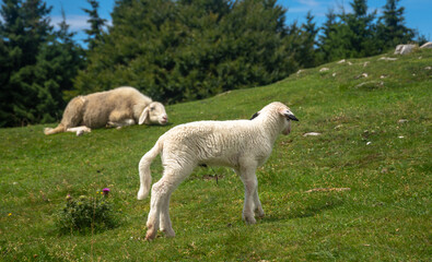 Obraz na płótnie Canvas White Lamb and mother sheep on a meadow. Mom sheep sleeping, while the lamb walking on the grass. Kamnik Alps, Slovenia.