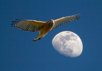 Red-Shouldered Hawk and Moon Close Encounter