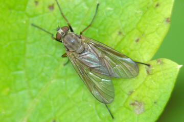 Snipe Fly (Rhagio sp.)