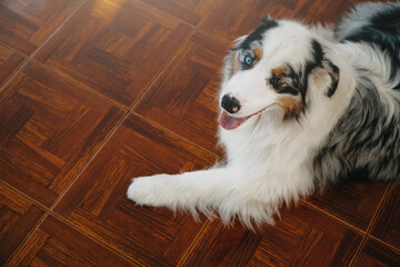 Portrait of beautiful domestic dog looking at camera with multicolored eyes. Rare australian shepherd posing on floor in apartment.