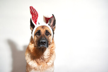 Dog in Easter bunny costume. Plush band of hare ears on head of shepherd dog. Portrait of German shepherd black and red color on white background with red rabbit ears.
