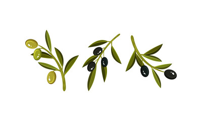 Fototapeta na wymiar Branches of Green and Black Oily Olives Vector Set