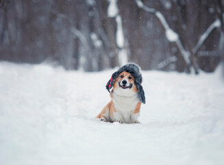 funny a corgi dog sits in a winter snow park in a warm hat with earflaps and smiles