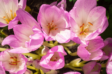 Fototapeta na wymiar Purple flowers colchicum, blooming in autumn