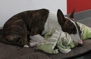 Durmiendo a Bull Terrier 5
