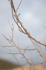 Fototapeta na wymiar Winter dry coastal trees.