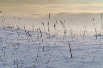 Fototapeta na wymiar Ears of grass on the southern shore of Kotlin Island, covered with snow after a snowfall.