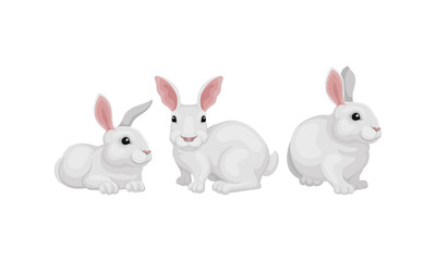 Obraz na płótnie Canvas Rabbit as Small Mammal with White Coat in Different Poses Vector Set