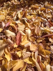 autumn leaves background