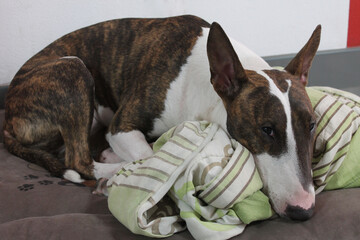 Durmiendo a Bull Terrier 3