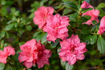 pink azalea flowers in the garden