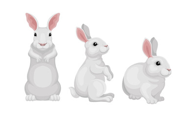 Obraz na płótnie Canvas Rabbit as Small Mammal with White Coat in Different Poses Vector Set