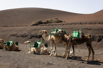 Brown camels resting and standing up on desert area by Timanfaya National park on sunny day....