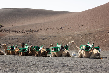 Brown camels resting on volcanic ground in Lanzarote, Canary Islands. Tourist ride in the desert on sunny day by Timanfaya National park