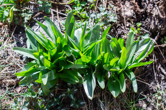 Green leaves of colchicum in spring